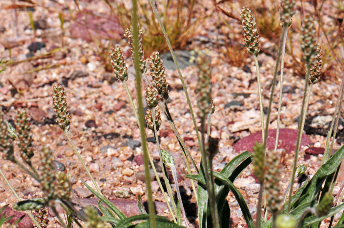 Plantago ovata, Desert Indianwheat